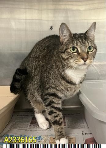 Venus - Domestic Short Hair
