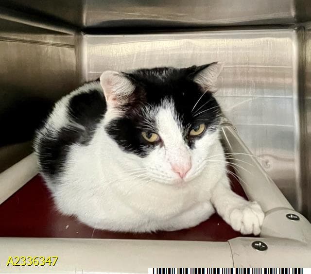 Boe - Domestic Short Hair