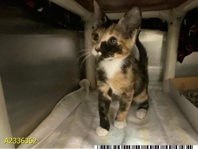 Tippy - Domestic Short Hair