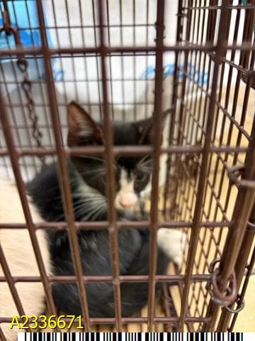 Dolly - Domestic Short Hair