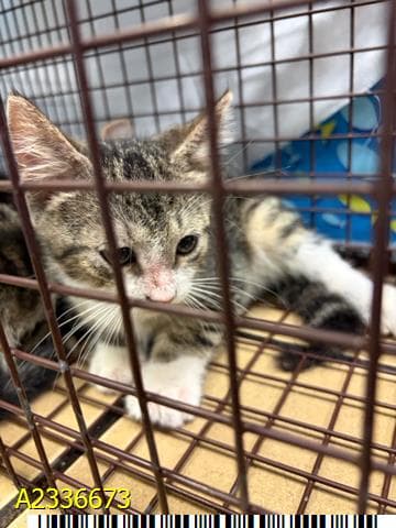 Earl - Domestic Short Hair