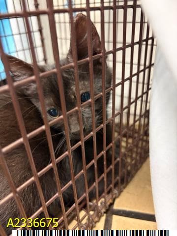 Frank - Domestic Short Hair
