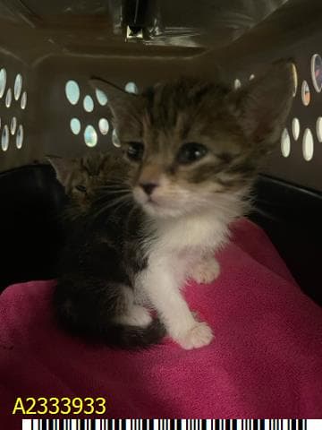 Jamie - Domestic Short Hair