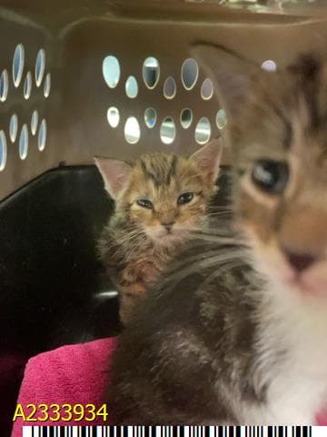 Jimmy - Domestic Short Hair