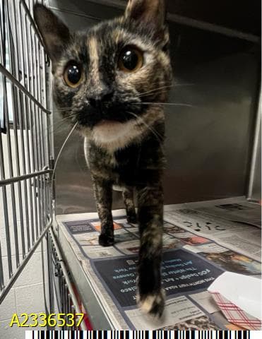 Owlette - Domestic Short Hair