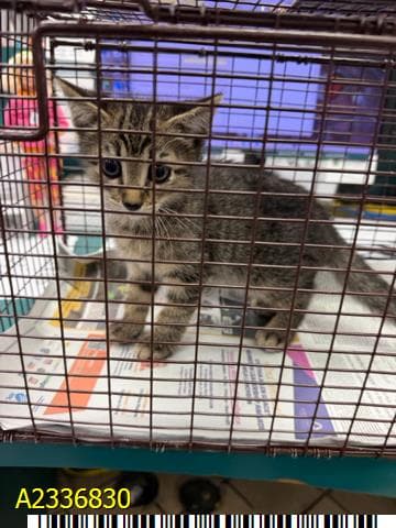 Curtis - Domestic Short Hair