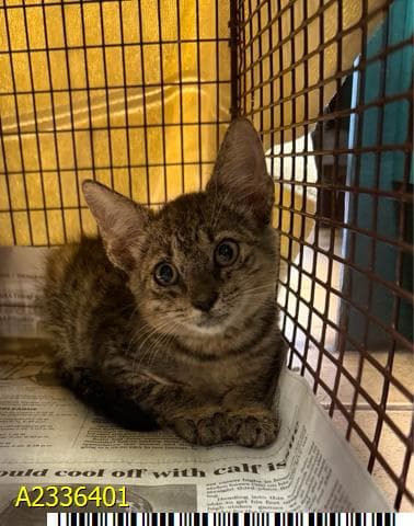 Mikey - Domestic Short Hair