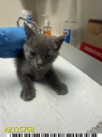 Ramsess - Domestic Short Hair