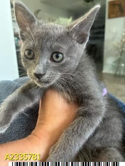 Gracie image 1