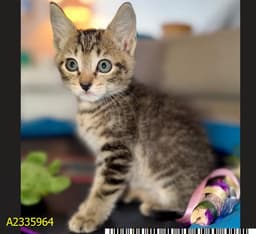 Teddy image 1