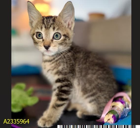 Teddy - Domestic Short Hair