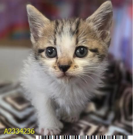 Baby Bearclaw Johnson - Domestic Short Hair