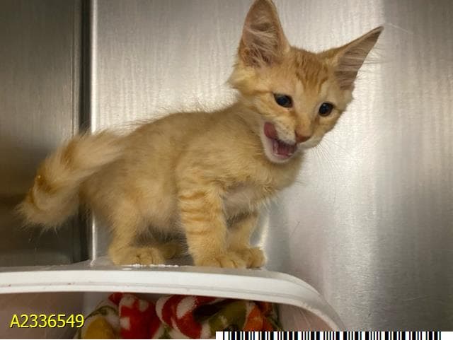 Sunny Delight - Domestic Short Hair