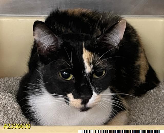 Domino - Domestic Short Hair