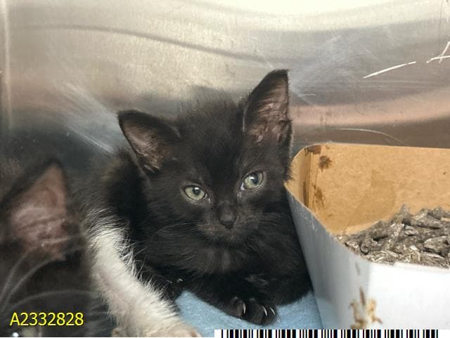 Sophie - Domestic Short Hair