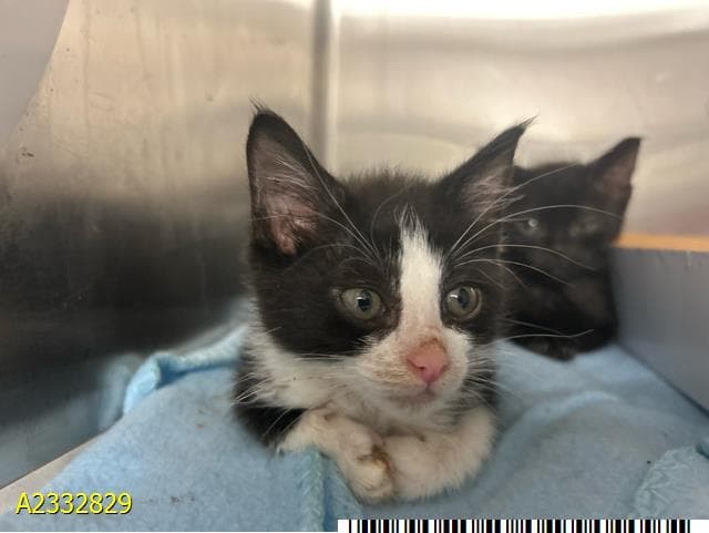 Reggie - Domestic Short Hair