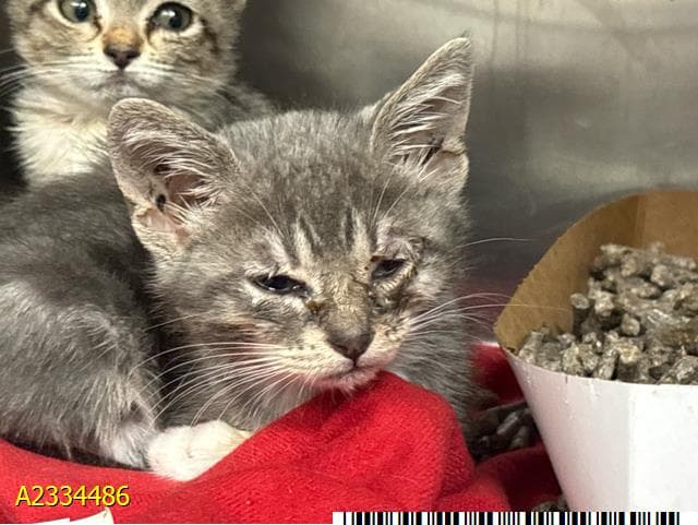 Mew - Domestic Short Hair