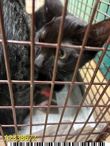 Umbreon - Domestic Short Hair