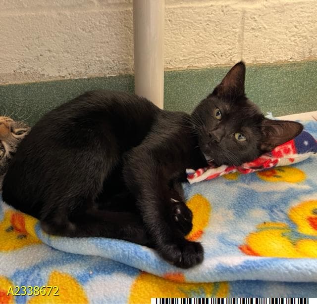 Umbreon - Domestic Short Hair