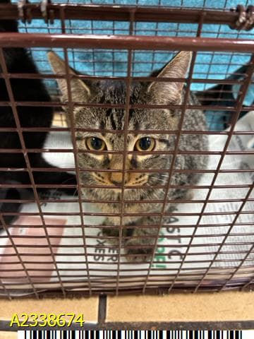 Flareon - Domestic Short Hair
