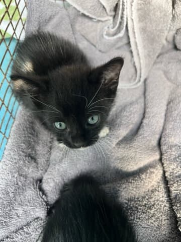 Norm - Domestic Short Hair