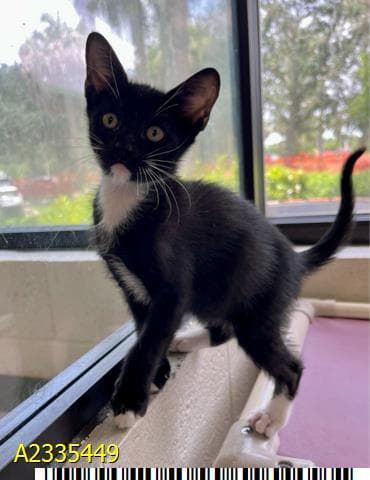 Norm - Domestic Short Hair