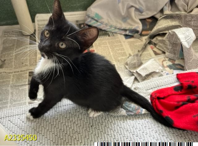 Navaeh - Domestic Short Hair
