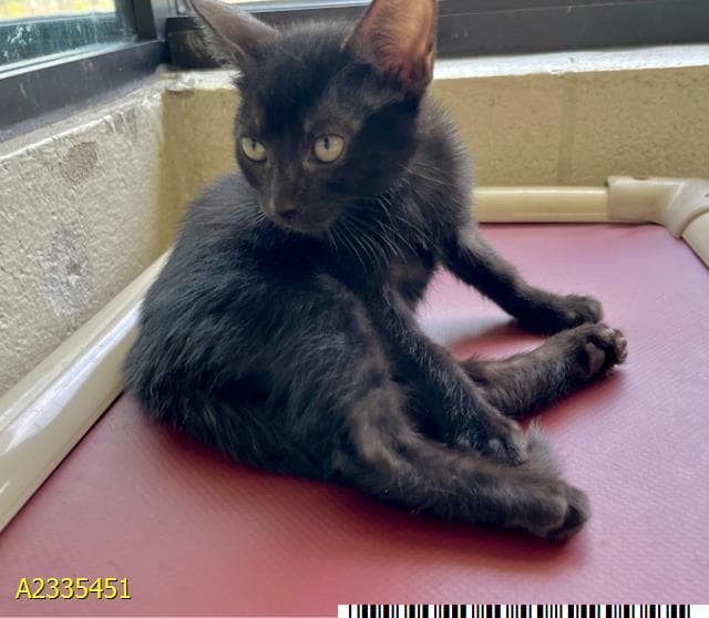 Nino - Domestic Short Hair