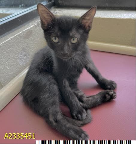 Nino - Domestic Short Hair