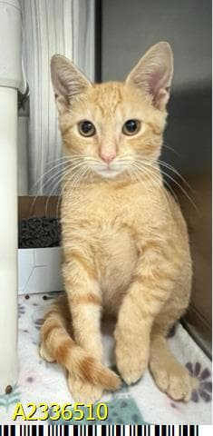 Almond Joy - Domestic Short Hair