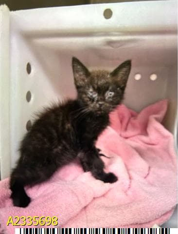 Haal - Domestic Short Hair