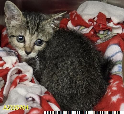 Cheebe - Domestic Short Hair