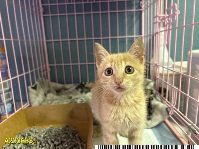 Unknown - Domestic Short Hair