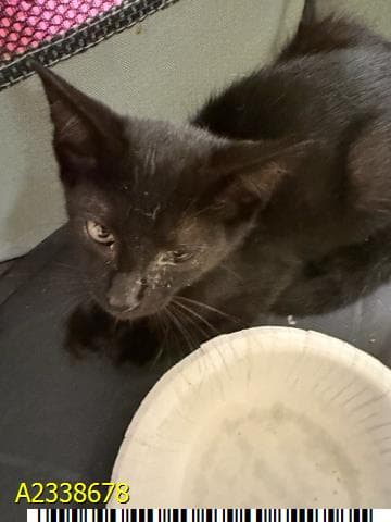 Ron - Domestic Short Hair