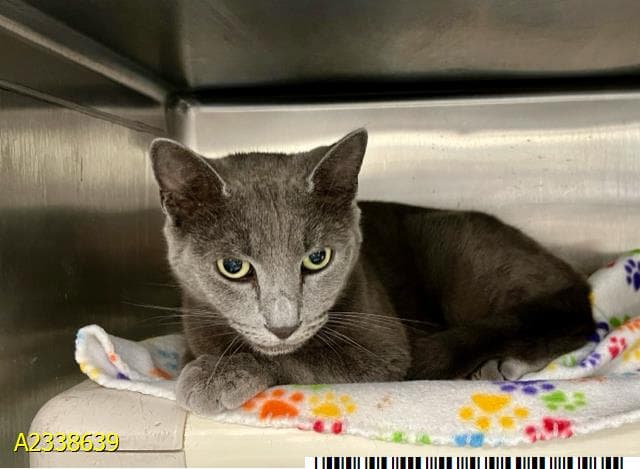Bentley - Russian Blue