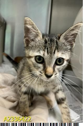 Angie - Domestic Short Hair