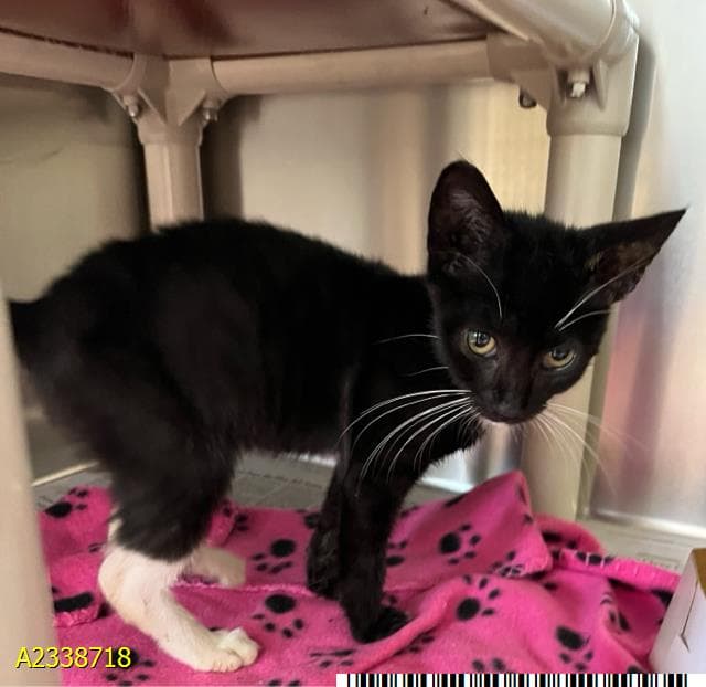 Tippy - Domestic Short Hair