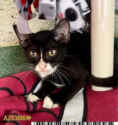 Kevin - Domestic Short Hair