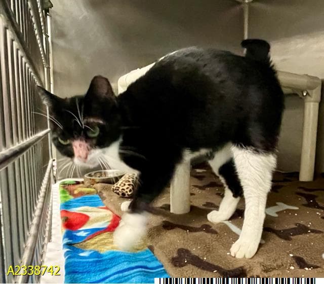 Leo - Domestic Short Hair