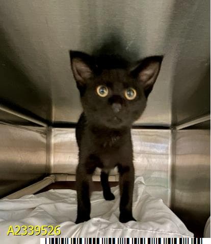 Darth Vader - Domestic Short Hair