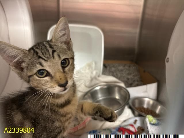 Noodles - Domestic Short Hair