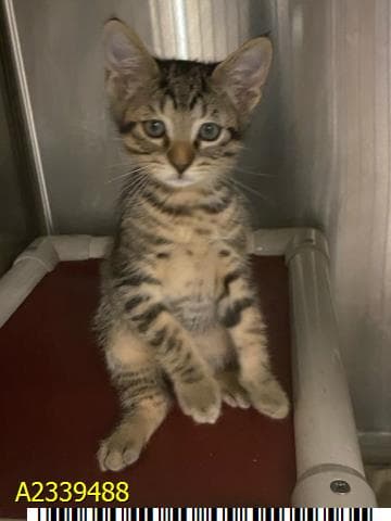 Zigzag - Domestic Short Hair