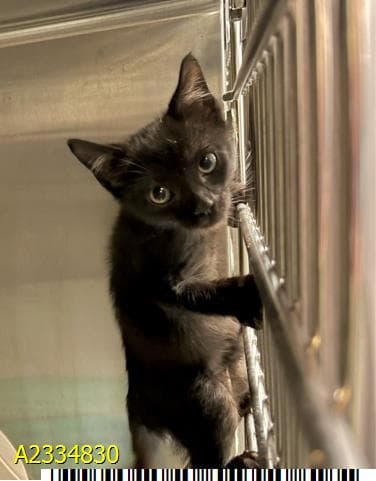 Bruno - Domestic Short Hair