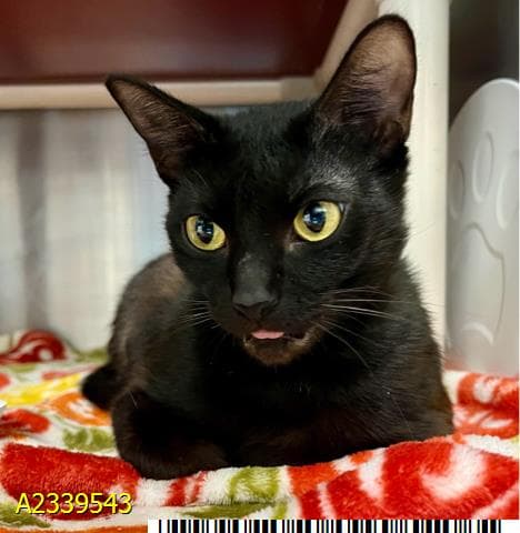 Madeline - Domestic Short Hair