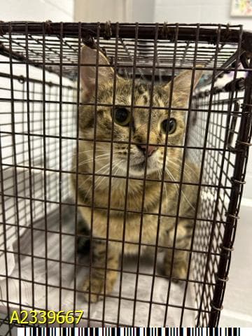 Cat Cat - Domestic Short Hair