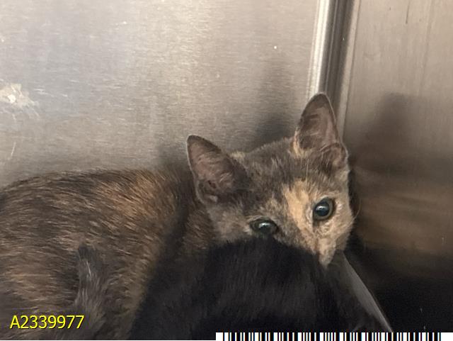 Pebble - Domestic Short Hair