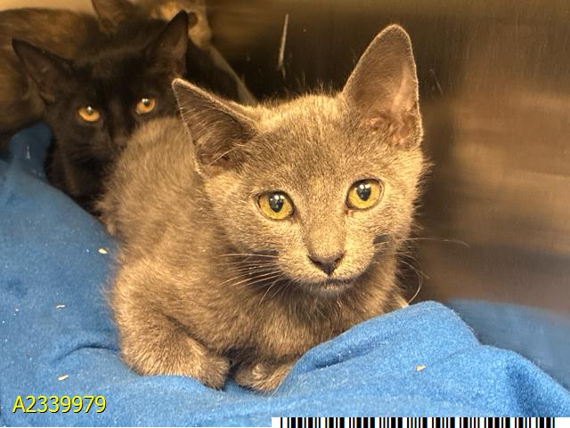 Nimbus - Domestic Short Hair