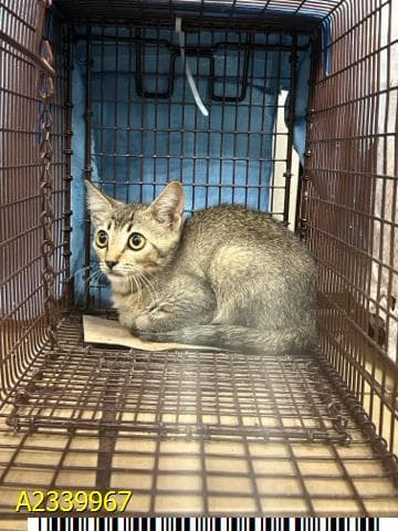 Arabella - Domestic Short Hair