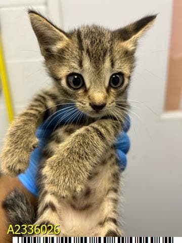 Archie - Domestic Short Hair