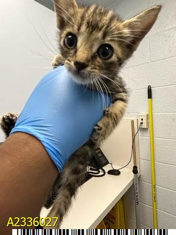 Cliff - Domestic Short Hair